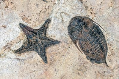 Two old fossils